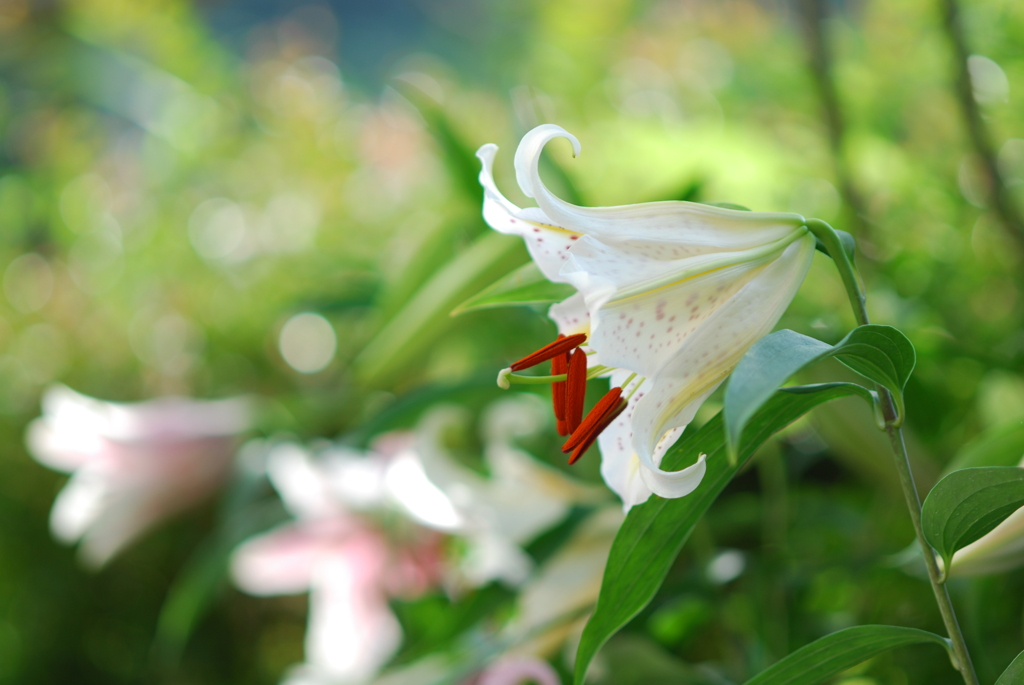 13PiCa(WW wYB wPD wWS)