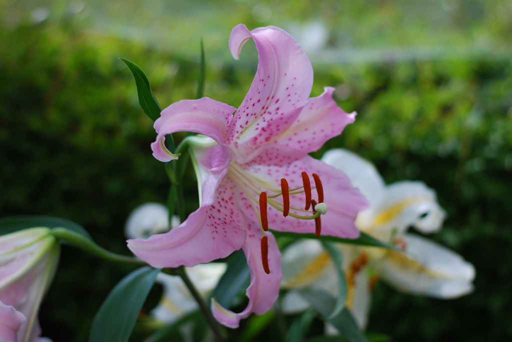 13Ca(WP wSYB wPD wWS) II