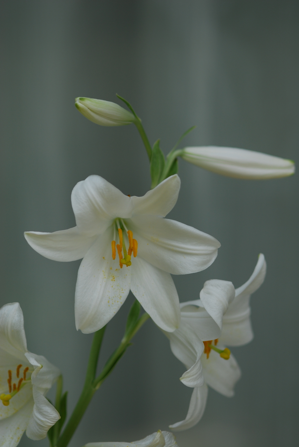 マドンナリリー XI