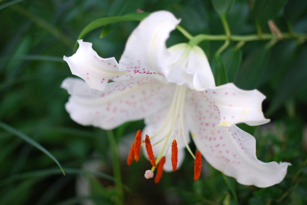 13(Ca+Ya(WR))(WW w/oB wPD wBS) II