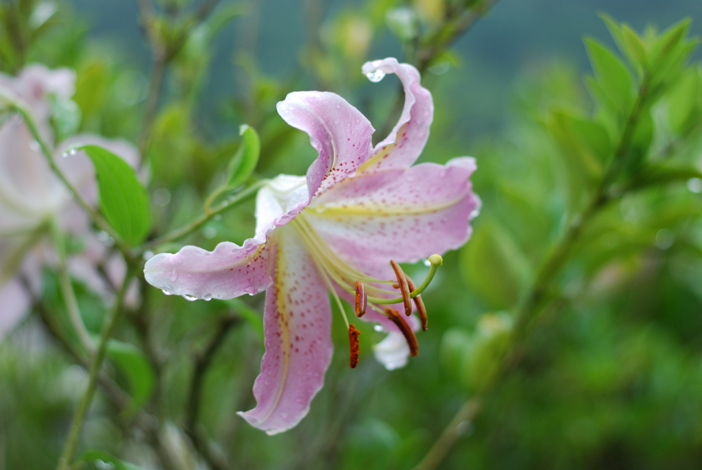 Ya(WP wSYB wPD wWS) VI