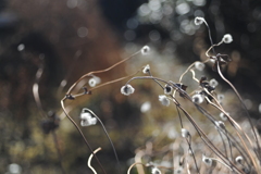 シュウメイギクの種子