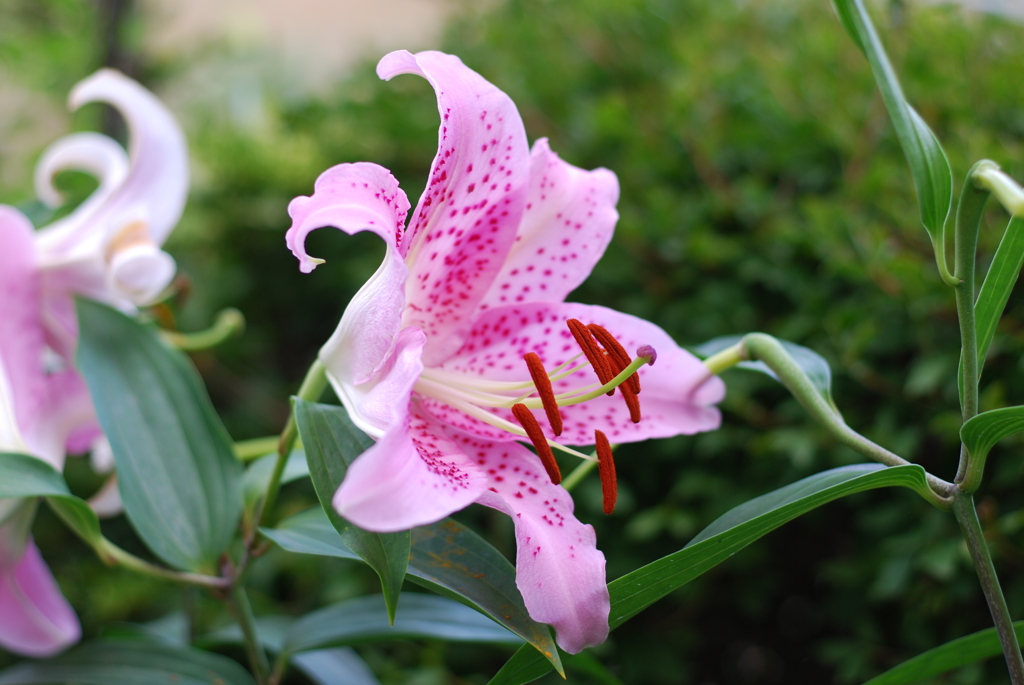 13Ca(WP w/oB wPD wRS)