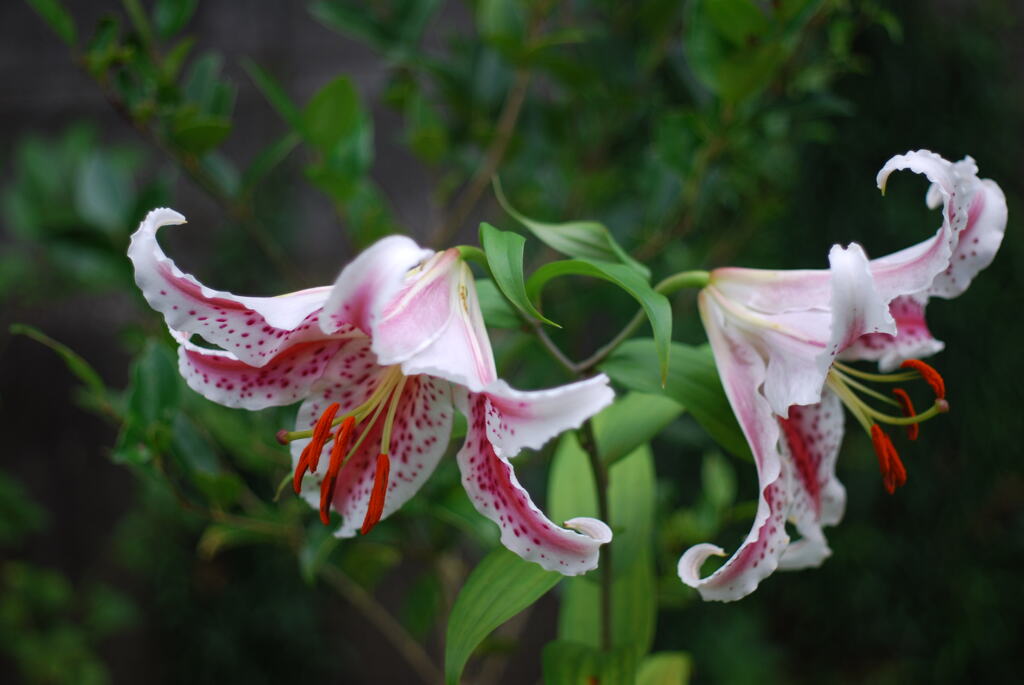 紅筋ヤマユリ II