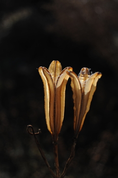 タカサゴユリの蒴果