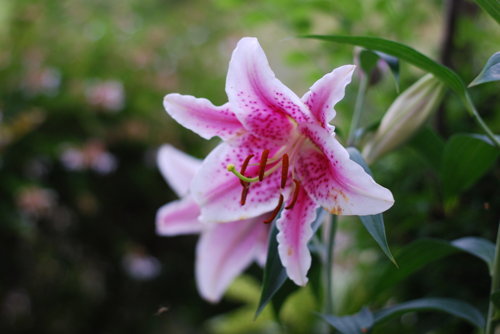 13Ca(PP wPB wPD wWS)