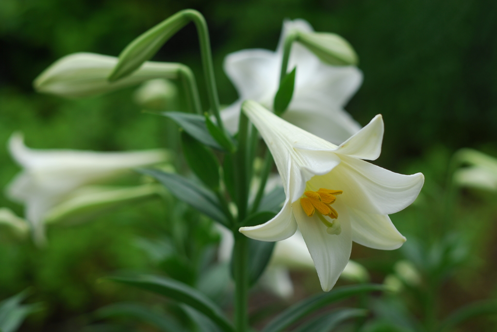 テッポウユリ II