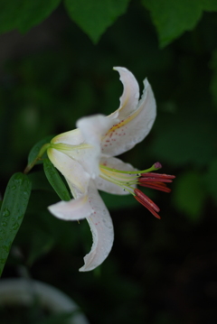 16(Ca(Pi)+Ot)(WW wsYB wRD wRS)