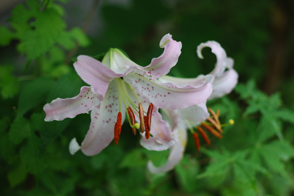 Ya(SWP wSYB wPD wWS) III