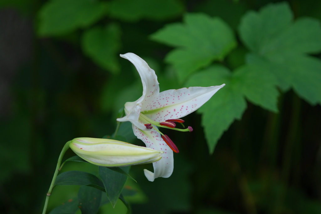 Ya(WW4P wSYGB wPD wRS)