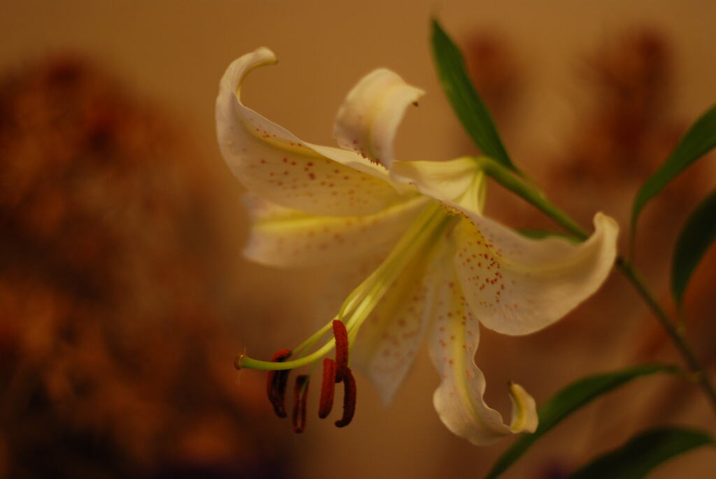 Ya(W w/oB wPD wPS) III