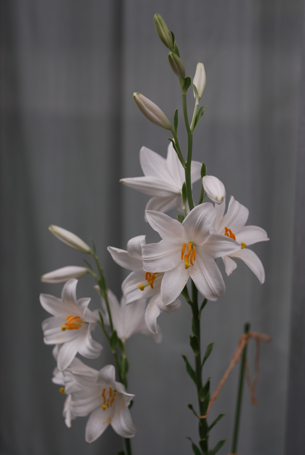 マドンナリリー VIII