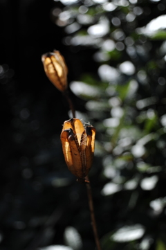 ヤマユリの蒴果