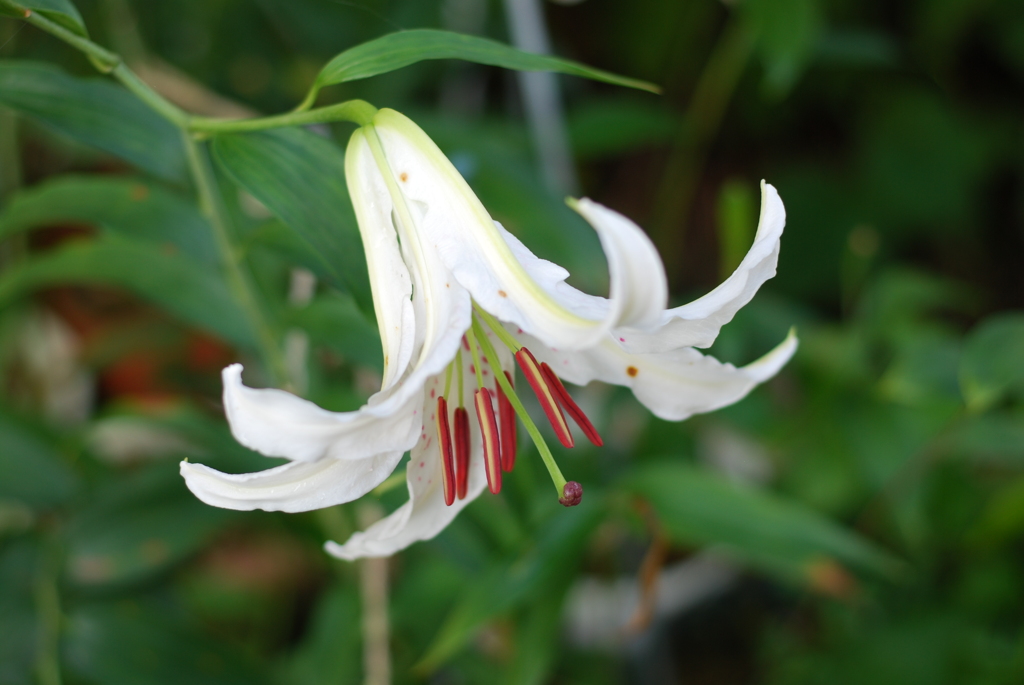 16(Ca+Ot)(WW w/oB wPD wRS)