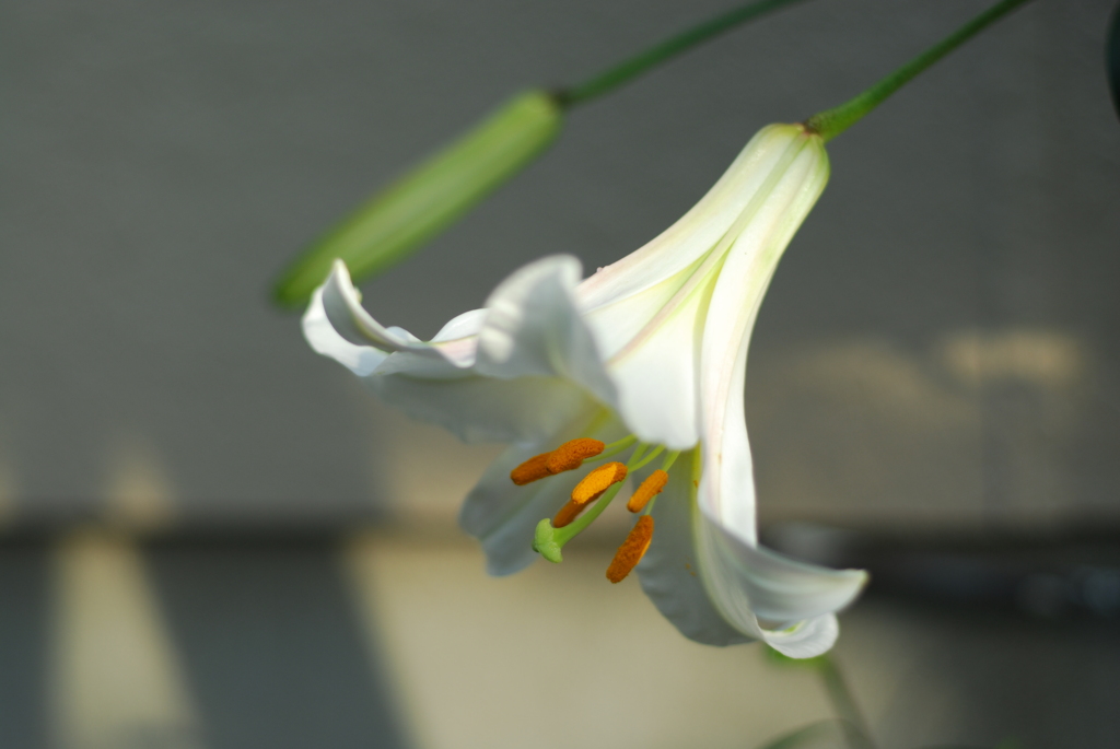 リーガルリリー V