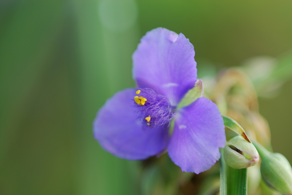 ムラサキツユクサ