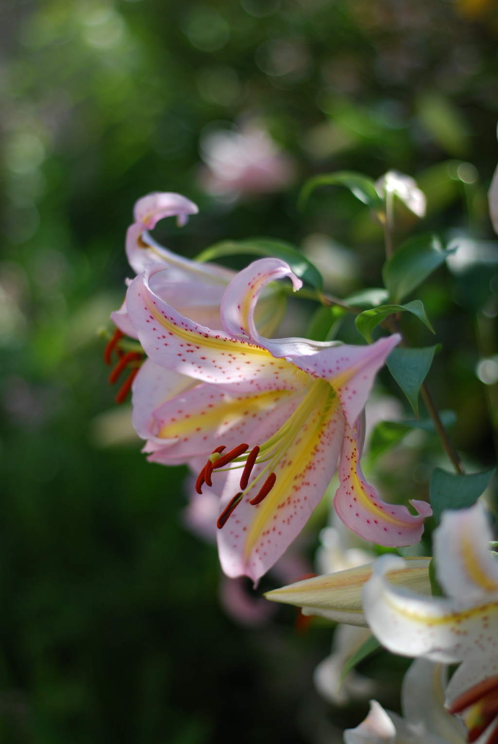 13(PiCa+Ya(WR))(WP wYB wPD wWS)