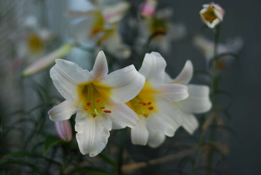 リーガルリリー VI