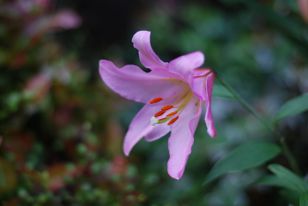 15(Ca(Pi)+Ot)(WP w/oB w/oD wWS) II