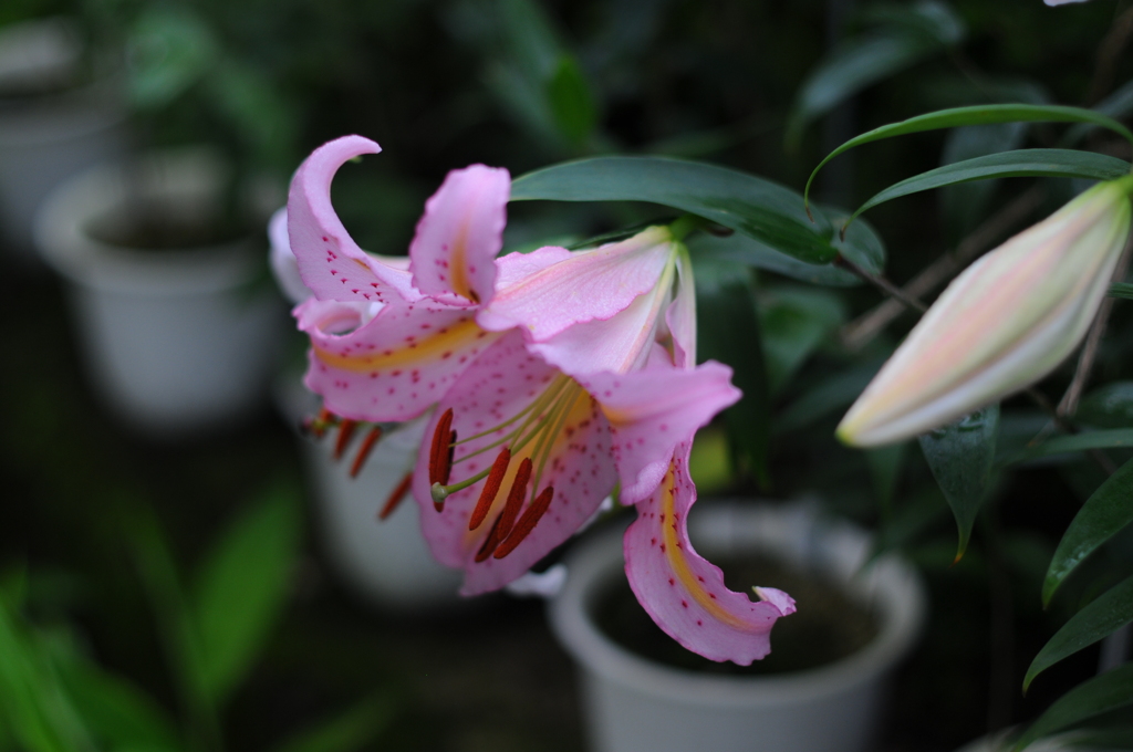 13(PiCa+Ya(WR))(WP wYB wPD wGS)