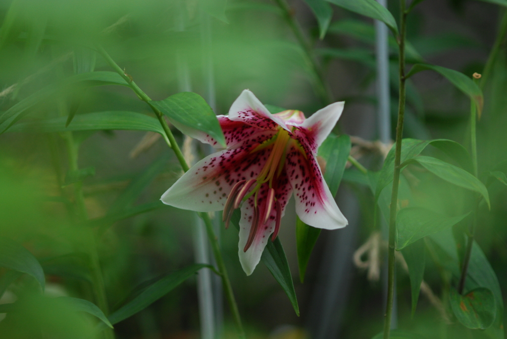 15(Ca+Ot)(pR w/oB wRD wWS)