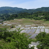 田植