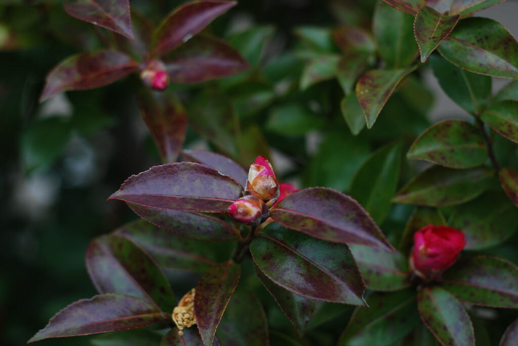 山茶花