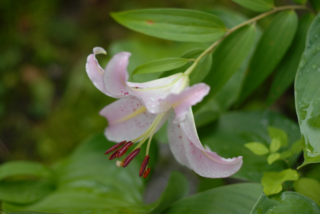 Ya(SP w/oB wPRD wWS)