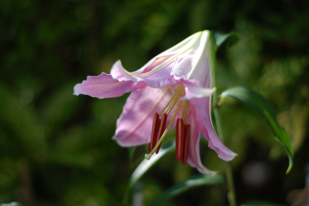 13(Ca+Ya(WR))(WP w/oB wPD wWS)