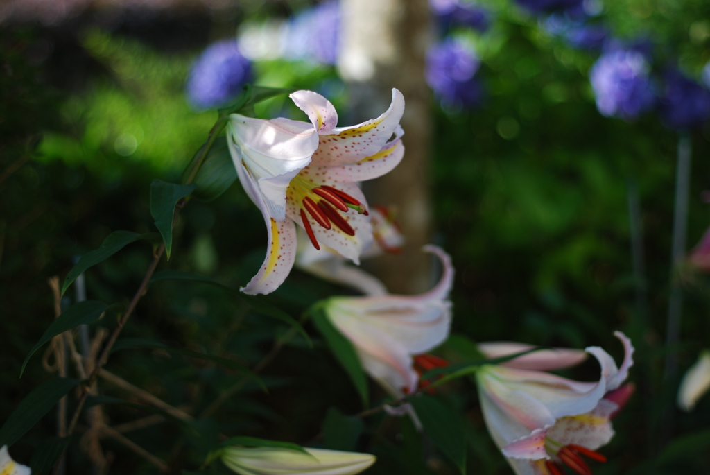 13(PiCa+Ya(WR))(W wYB wRD wBS) I