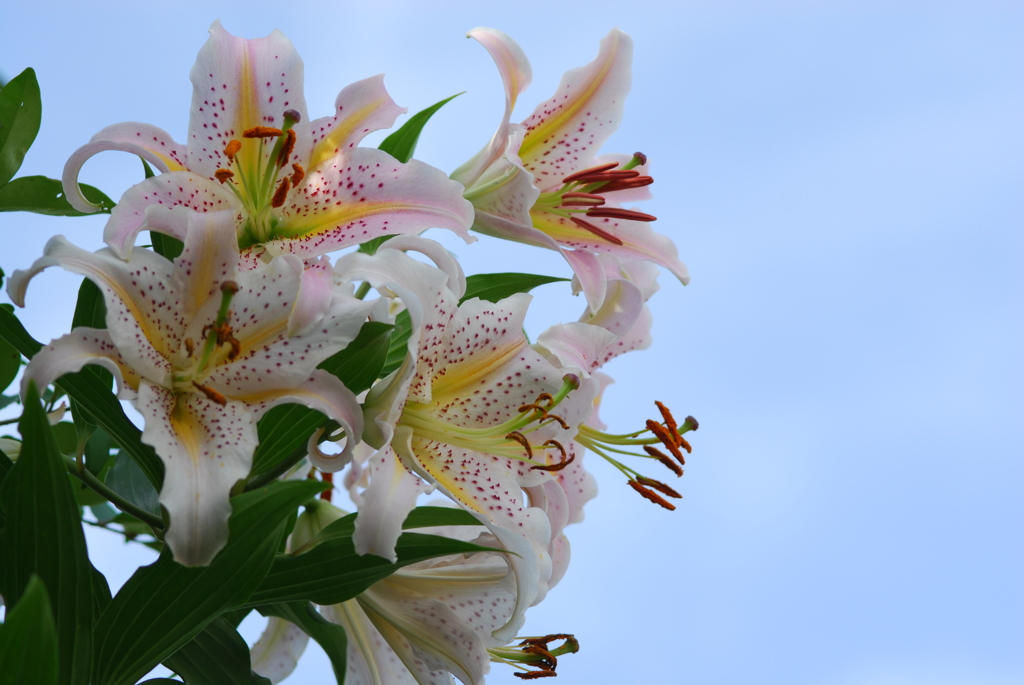 Ya(WP wYB wRD wRS) III