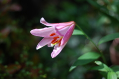 15(Ca(Pi)+Ot)(WP w/oB w/oD wWS)