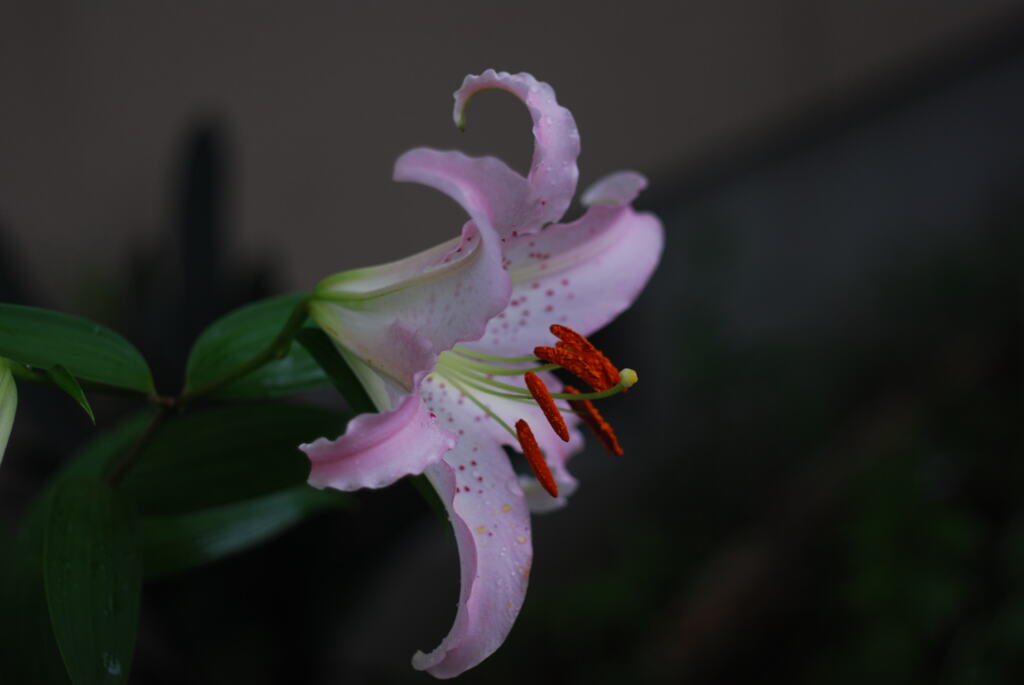 Ya(SWP wSYB wPD wWS)