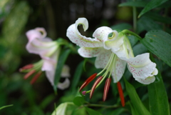 13Ca(WW w/oB wPD wRS)