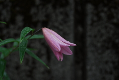 15(Ya+Ot)(WP w/oB wPD wWS)