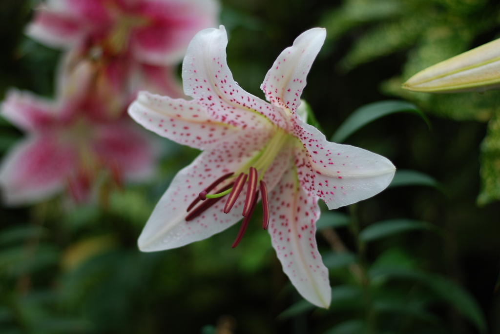 13(Ca+Ya(WR))(sP w/oB wRD wRS)