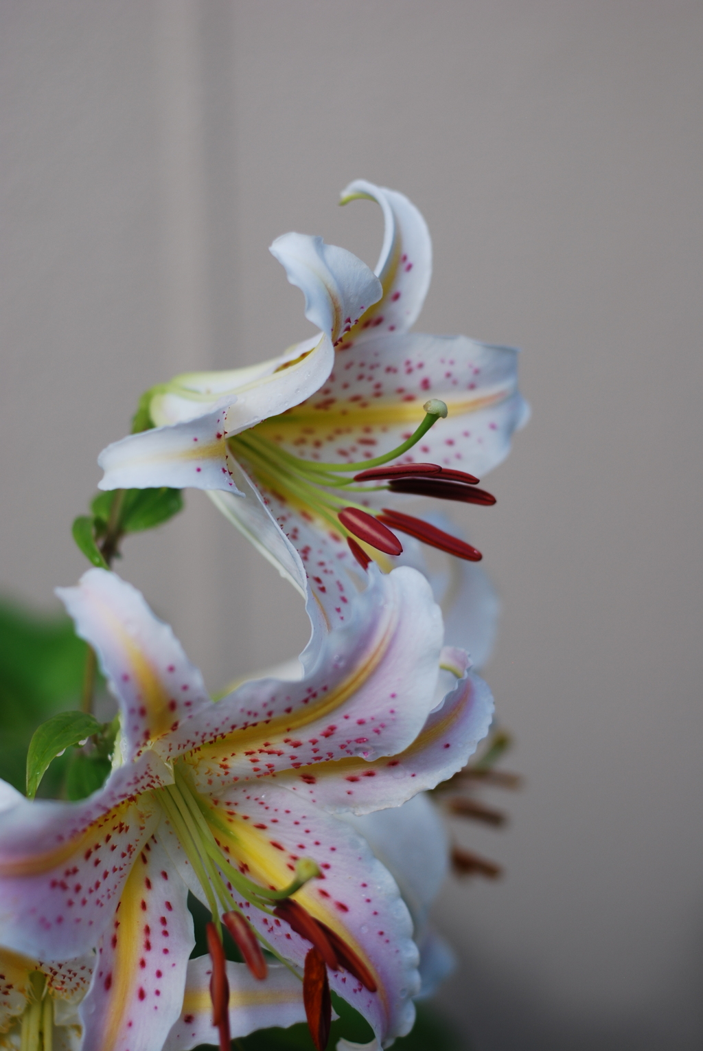 Ya(SP wYB wRD wWS) IV