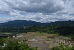 田植
