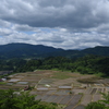田植