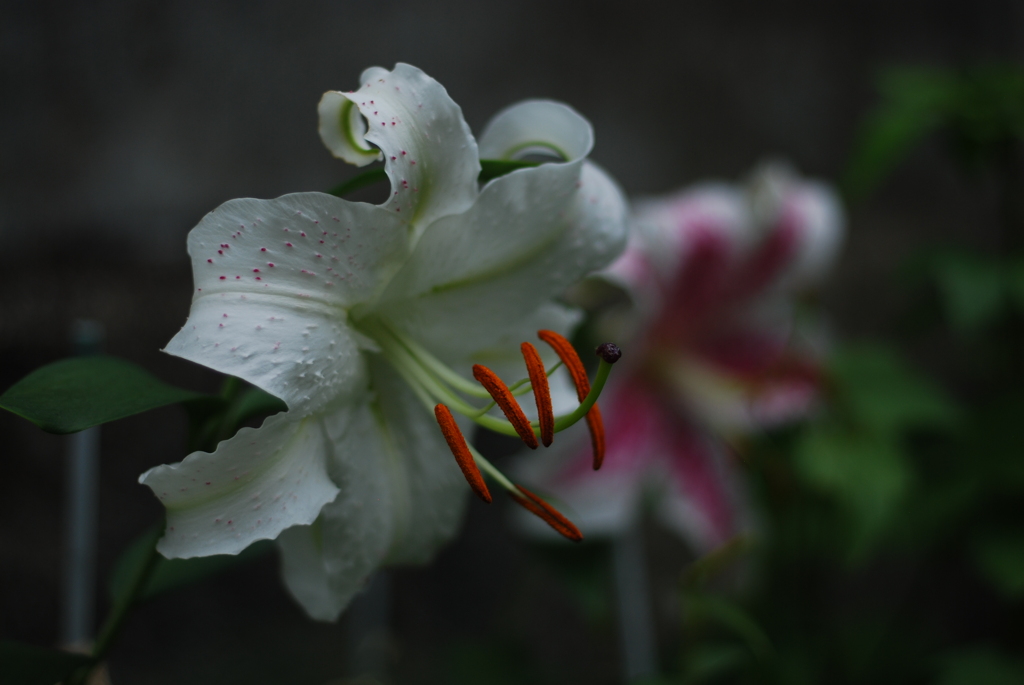 16(Ca+Ot)(WW w/oB wPD wBS)