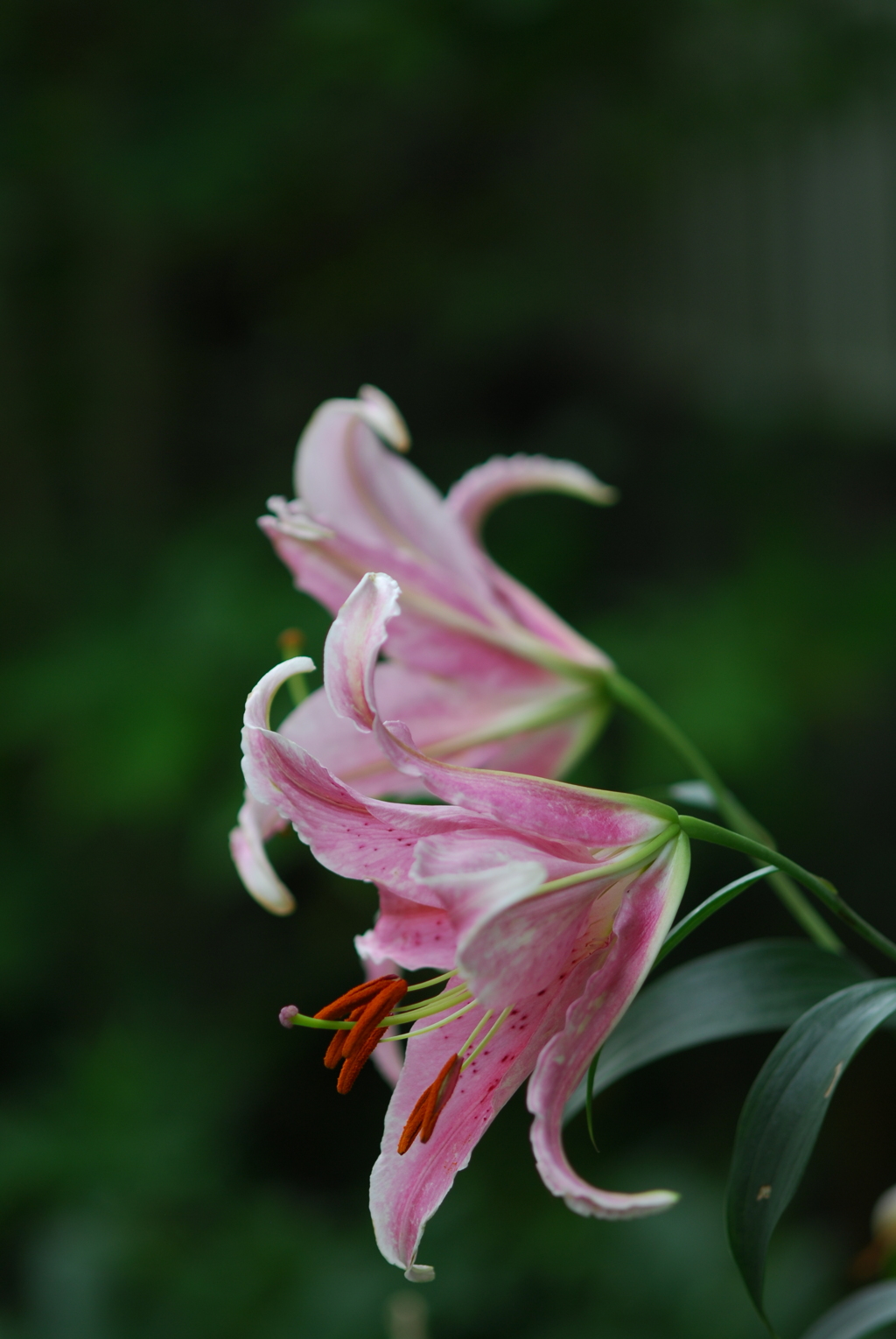 16(Ya(WR)+Ot)(WR wRB wRD wRS)