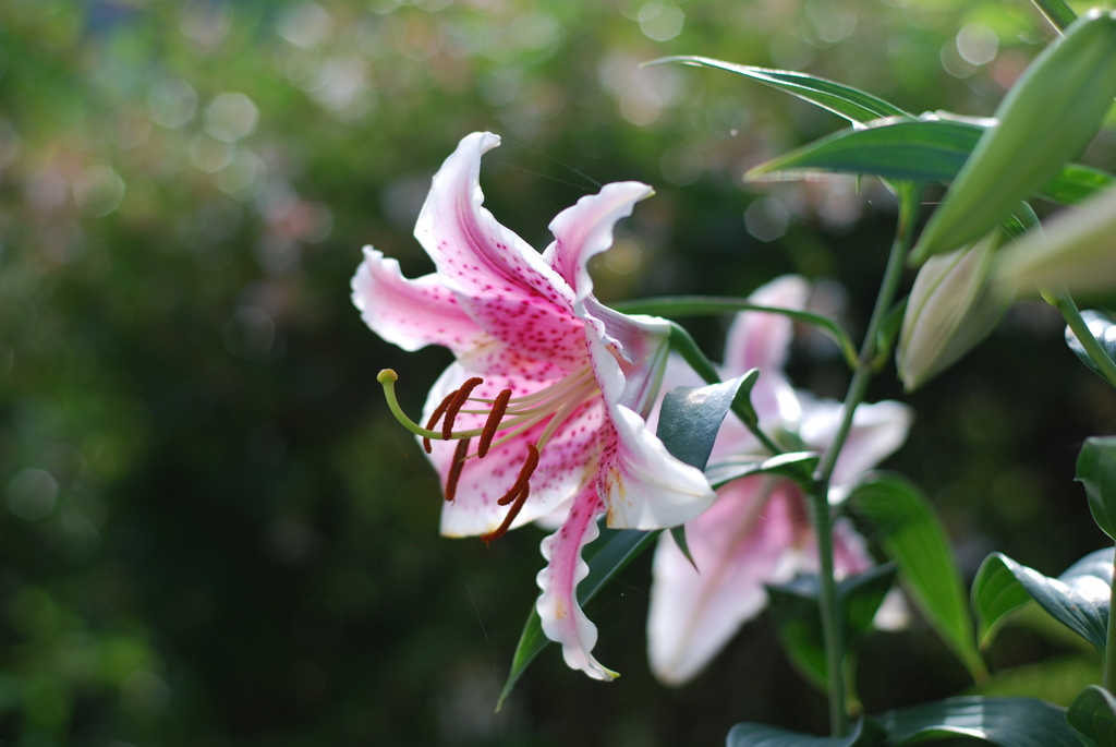 13Ca(PP wPB wPD wWS) II