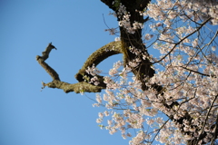 老山桜
