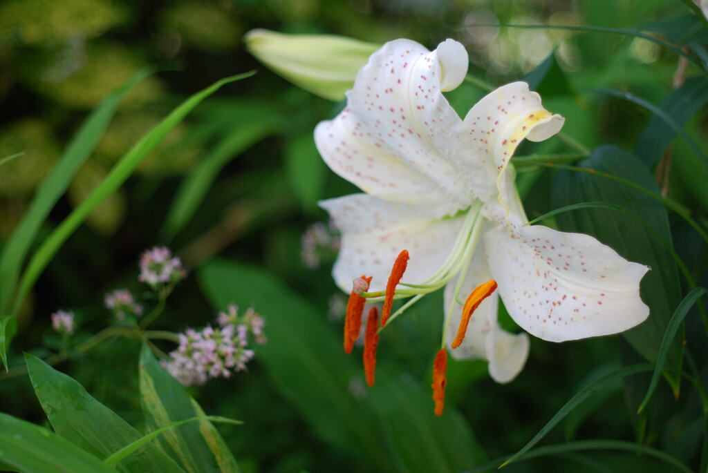 13(Ca+Ya(WR))(WW w/oB wPD wBS)