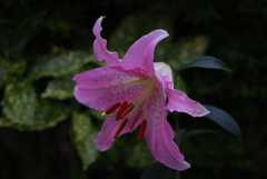 13(Ca+Ya(WR))(WP w/oB wPD wWS)