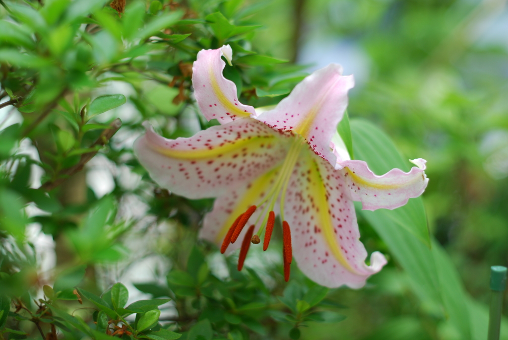 Ya(WP wYB wRD wRS) II