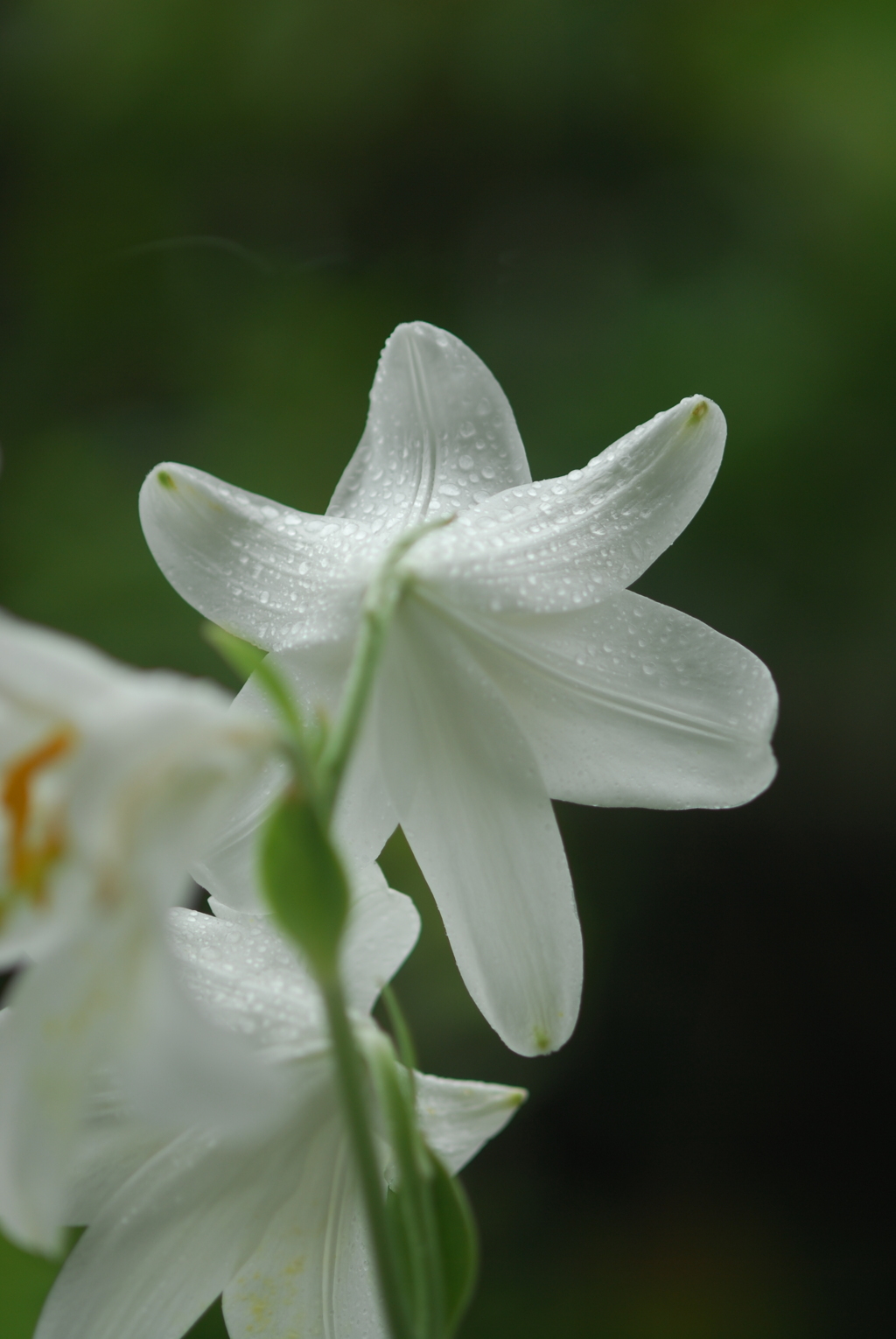 マドンナリリー XVII