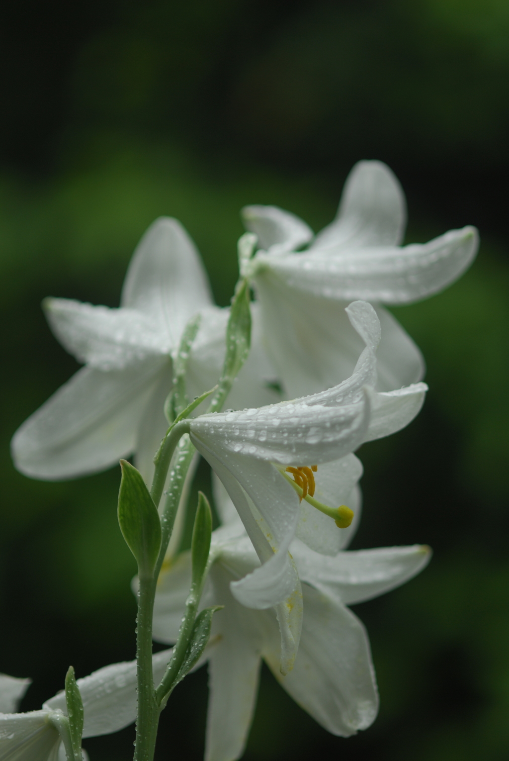 マドンナリリー XVI