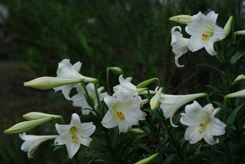 テッポウユリ III