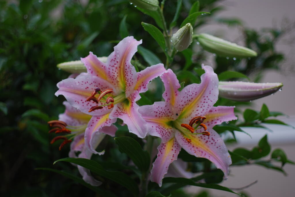 Ya(WP wYB wRD wRS) II